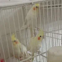 فروش عروس هلندی