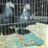 جفت بزک