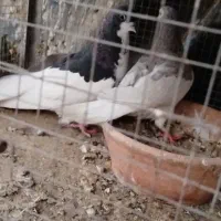 دسته کبوتر شهری بهبهانی