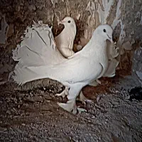 کبوتر|پرنده|مبارکه, |دیوار