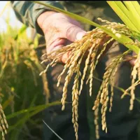 فروش زمین کشاورزی|فروش دفتر صنعتی، کشاورزی، تجاری|حمیدیه, |دیوار