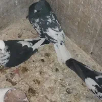 کبوتربازیکن گرفتنی تهرونی|پرنده|شیراز, تندگویان|دیوار