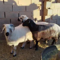 بره نر|حیوانات مزرعه|رفسنجان, |دیوار