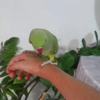 پرنده ملنگو و عروس هلندی|پرنده|رودبار, |دیوار