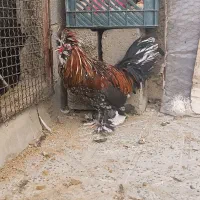 خروس سلطان اصیل دستگاه جوجه کشی|حیوانات مزرعه|کرمانشاه, |دیوار