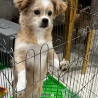 پامر کراس روباهی...