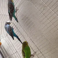 مرغ عشق|پرنده|سنقر, |دیوار