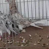 هفت رنگ دم سفید|پرنده|بردسکن, |دیوار