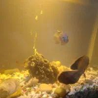 اکواریوم شیشه خم ۵۰در ۳۰|ماهی|بوشهر, |دیوار