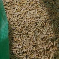 شلتوک|خوردنی و آشامیدنی|سیدان, |دیوار