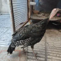 بوقلمون