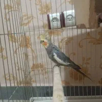 عروس هلندی و طوطی گرینچیک