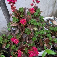 فروش گل وگیاه طبیعی