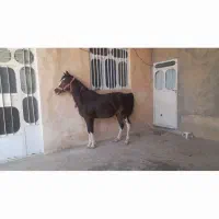 مادیون