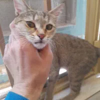 گربه گمشده