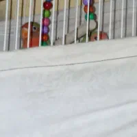 کوتوله برزیلی دستی