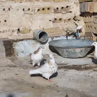 کفتر پرشی|پرنده|تایباد, |دیوار