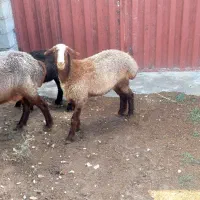 بره ماده و نر