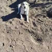 سگ سرابی عراقی|سگ|اردبیل, |دیوار