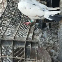 کفتر پرشی|پرنده|بند زرک, |دیوار