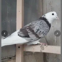 هما سرور نر|پرنده|پردیس, فاز ۲|دیوار