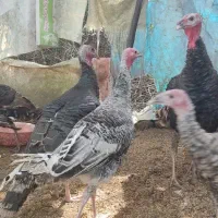 بوقلمون و غاز  بخونید|حیوانات مزرعه|رودسر, |دیوار