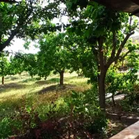 باغ فروشی نقندر