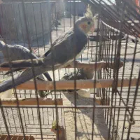 عروس هلندی|پرنده|پاکدشت, پاکدشت (مامازند)|دیوار