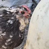 تخم نطفه دارگلین|حیوانات مزرعه|خمینی‌شهر, |دیوار