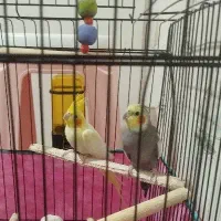 عروس هلندی سخنگو