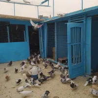 کبوتر شازده و کاشانی هستند|پرنده|پیر بکران, |دیوار