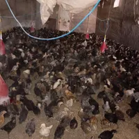 جوجه محلی اصل|حیوانات|مرودشت, تخت جمشید|دیوار