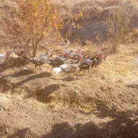 فروش بوقلمون