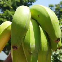 نهالستان سینا(تولید کننده نهال استوایی و گرمسیری)|گل و گیاه طبیعی|میناب, |دیوار