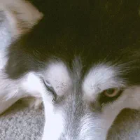 هاسکی|سگ|برخوار, |دیوار