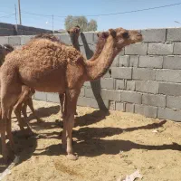 شتر