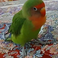 طوطی|حیوانات|رباطکریم, شهرک صنعتی نصیرآباد|دیوار