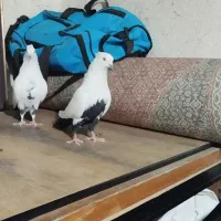 نرو ماده دم سیاه، نر خطی|پرنده|خرمآباد, |دیوار