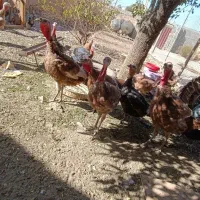 تعدادی بوقلمون بوربون و برنز|حیوانات مزرعه|بوکان, |دیوار