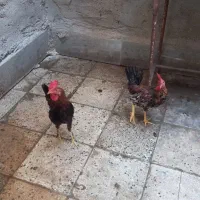خروس