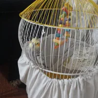 عروس هلندی نر