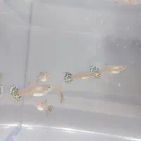 ماهی  گوپی تایگر نر و ماده و گوپی کوی نر حلزون سیب|ماهی|میانه, |دیوار