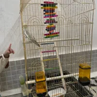 عروس هلندی ماده با قفس