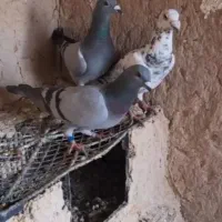 کبوتر پلاکی ماده