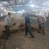 کود مرغی گوشتی خشک سالنی|خدمات باغبانی و درختکاری|دزفول, |دیوار