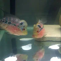 فلاوررددراگون|ماهی|سقز, |دیوار