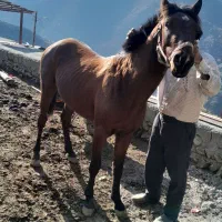 قیمت ۳۵‌تومن