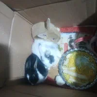 سه عدد خرگوش زرنگ وباهوش بفروش میرسد|موش و خرگوش|سرپل ذهاب, |دیوار