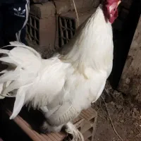 مرغ وخروس مینیاتوری