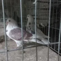 نروماده پرشی تضمینی|پرنده|اصفهان, دستگرده|دیوار